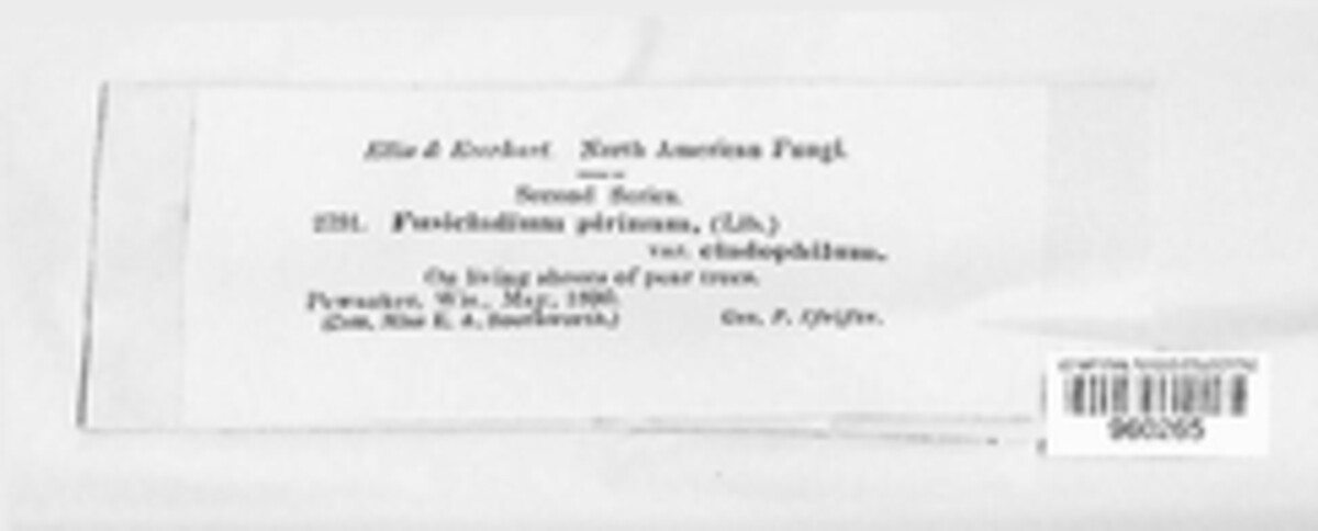 Fusicladium pirinum image
